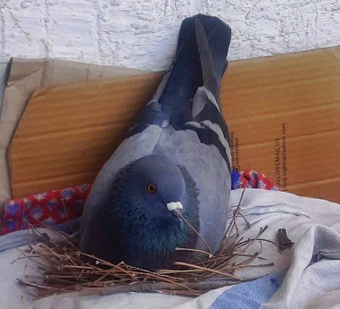 Anilpaik7's tweet photo. Looks like Pigeon is working from home!!!!, It has made a nest in my balcony ..now a new friend for my son #KidsEngaged #StayHomeStaySafe https://t.co/haznwLGB0k