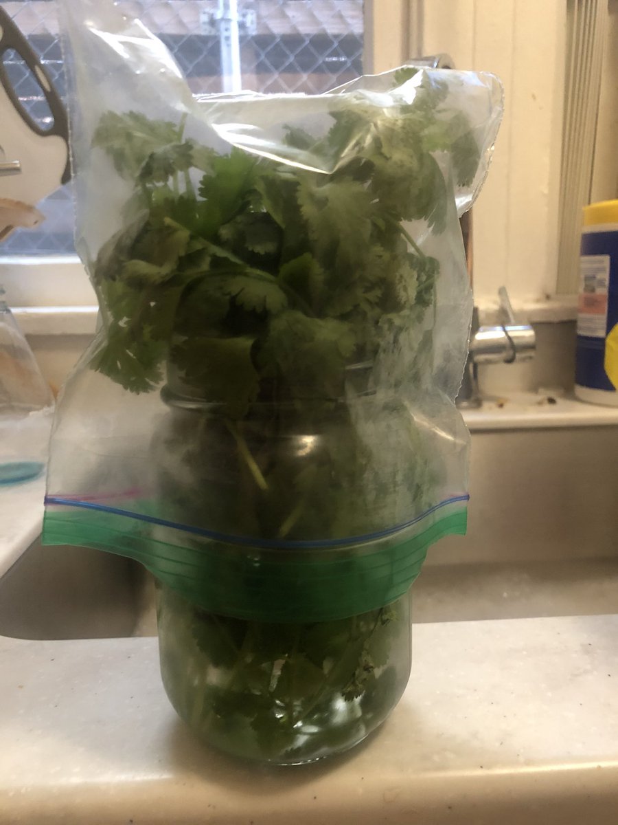 Here’s how to store cilantro, this is about 5 days old & fresh. Dont know the science 100% but it has to do with the gasses fresh produce emits, so a plastic bag on top keeps everything good for awhile. Gotta change the water every few days though. this also works for asparagus.