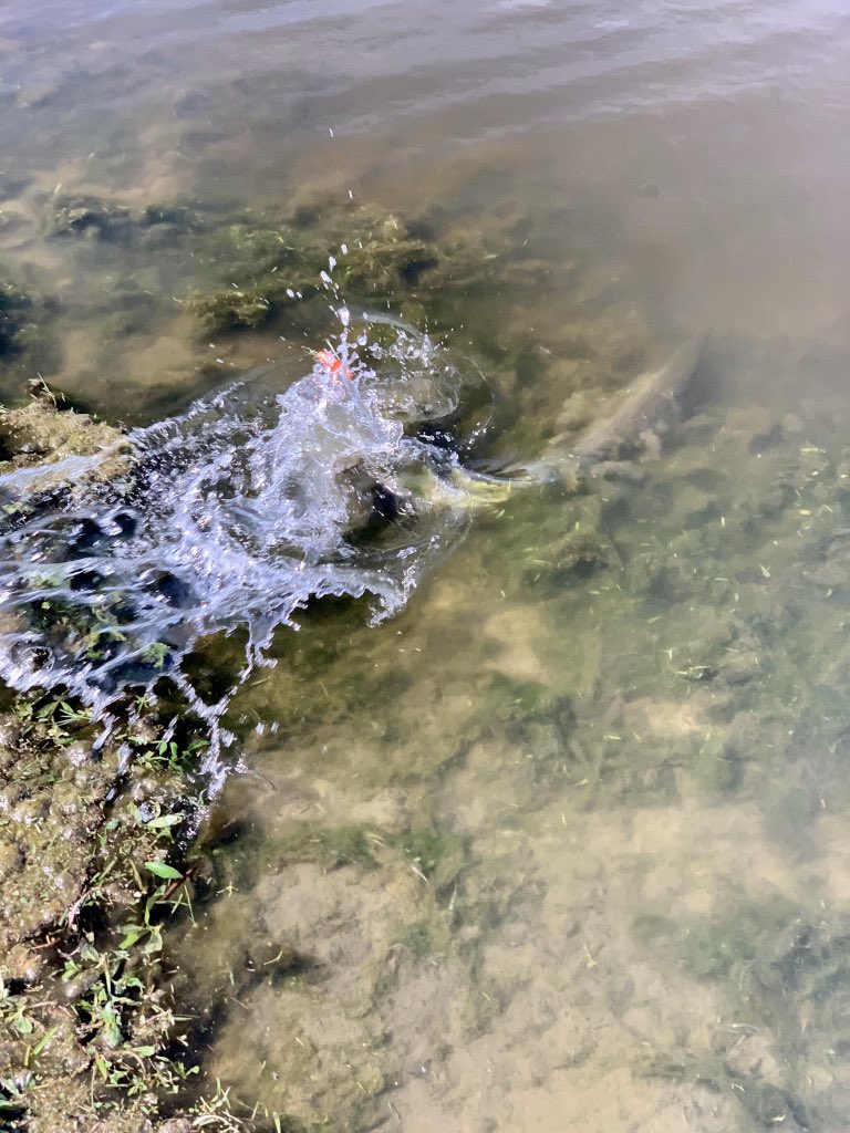 Today’s neighborhood  #GarSpotting:This Spotted Gar may not have been so great at camouflage, but they knew how to make a dramatic exit!