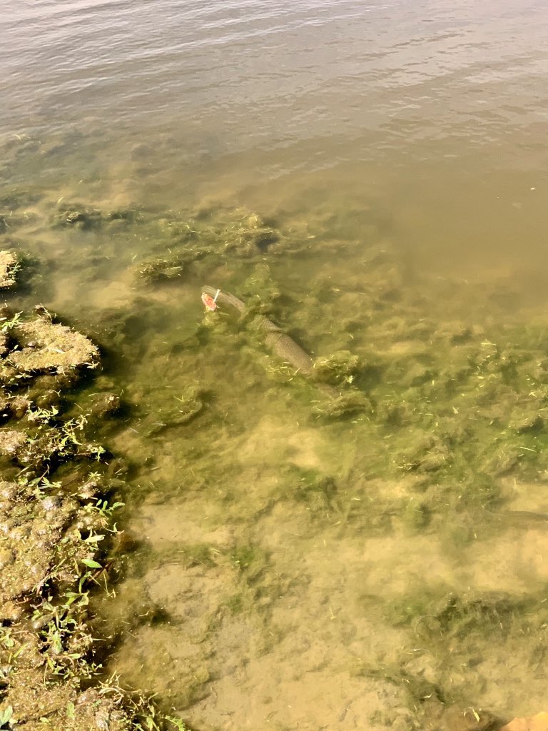 Today’s neighborhood  #GarSpotting:This Spotted Gar may not have been so great at camouflage, but they knew how to make a dramatic exit!