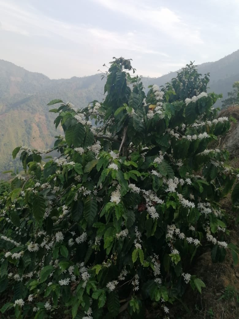 Federación Nacional de Cafeteros tweet media