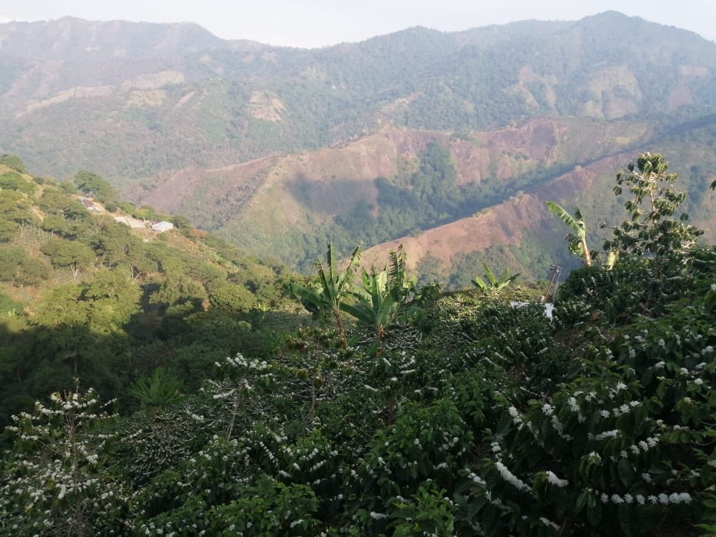 Federación Nacional de Cafeteros tweet media
