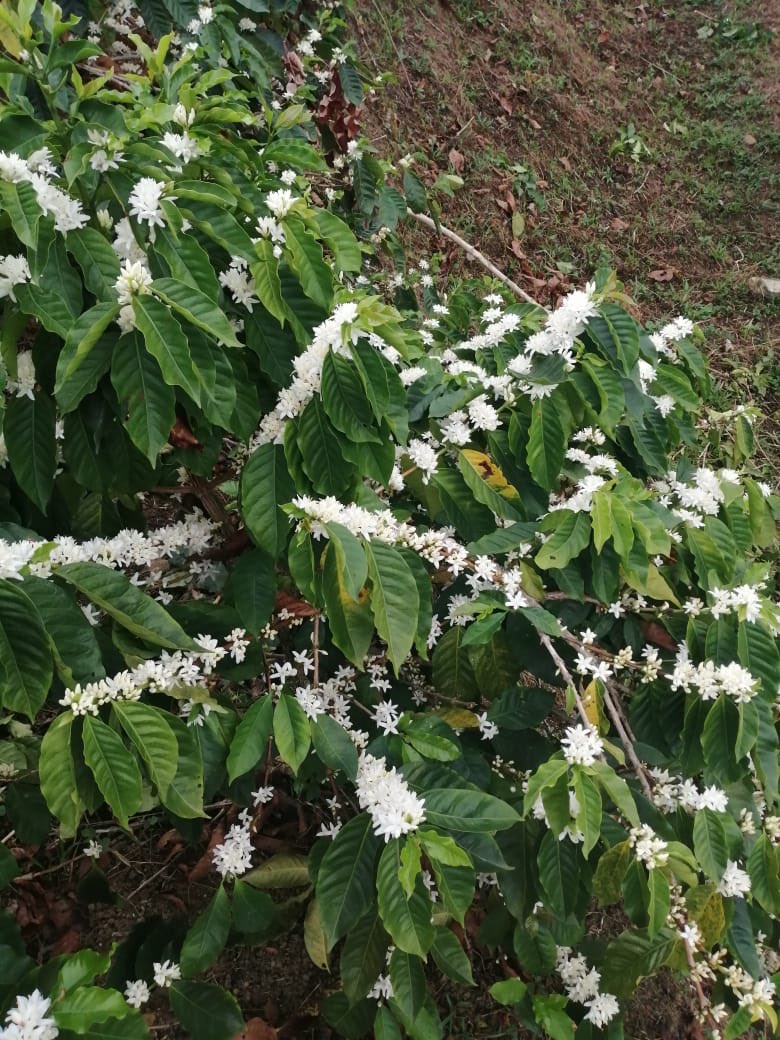 Federación Nacional de Cafeteros tweet media
