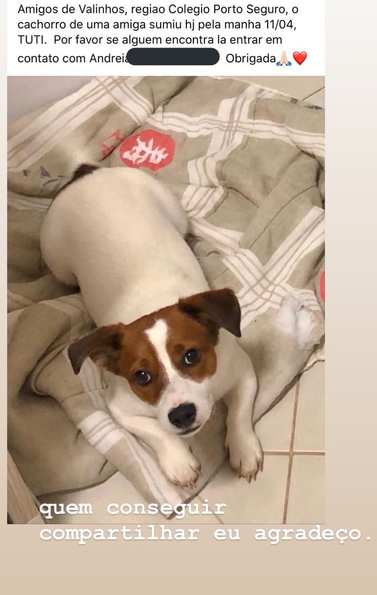 paulastefano8's tweet photo. Gente, sumiu o cachorro do meu namorado perto do Colégio Porto Seguro! Rtt por favor e quem souber de alguma coisa me mandem na dm!! https://t.co/yw3acC4gJQ