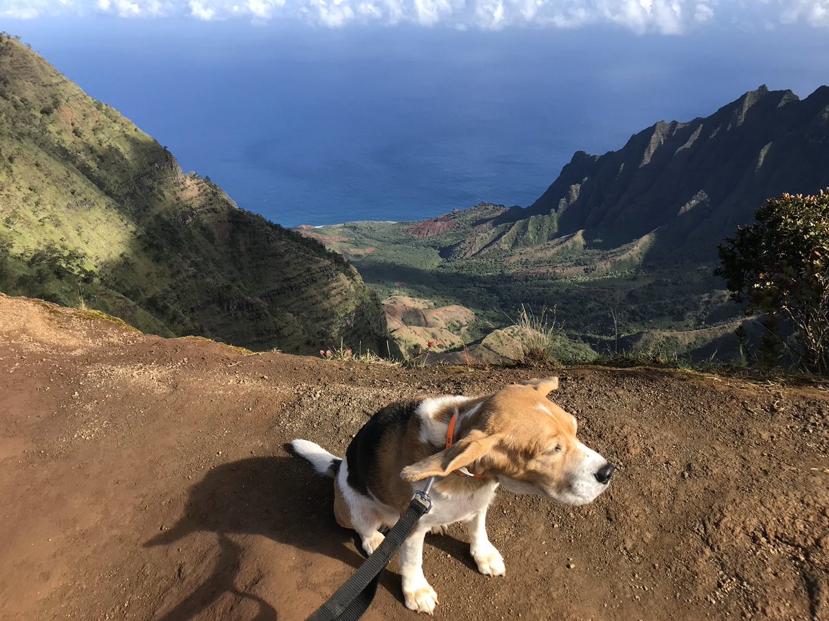 QueenHelene15's tweet photo. @JodySmithNFL Aloha and happy birthday to Brandon from Kauai, Hawaii - the garden island! https://t.co/KTU2TICAfU