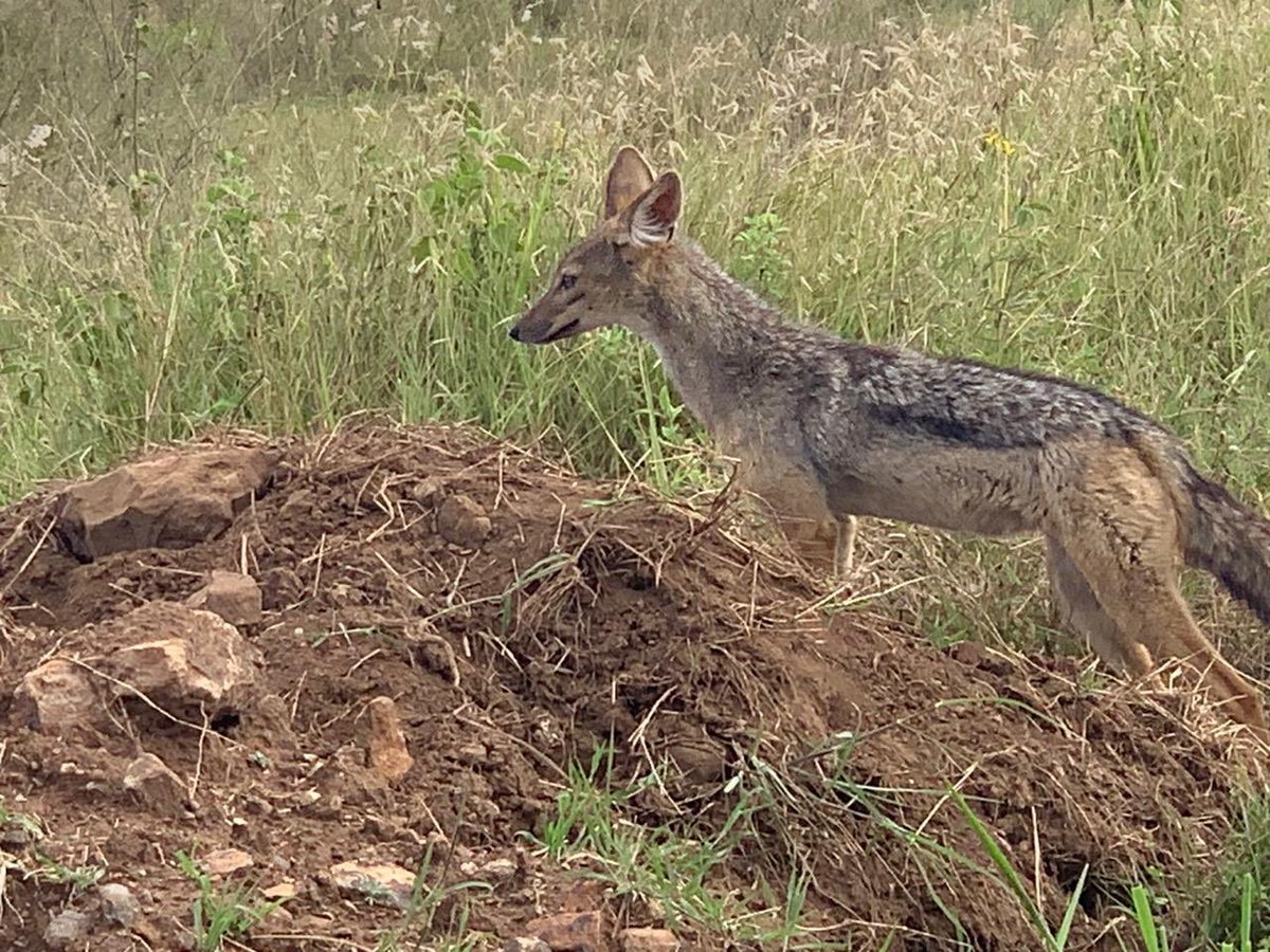 kwakia's tweet photo. Well done @kwskenya ! Excellent protocols for entry into #NairobiNationalPark 💯 cashless. Employees at the gate wearing masks, keeping distance and all. Thank you @DoktuEdwin @pauludoto @tunajibu https://t.co/usW6HXkNdo