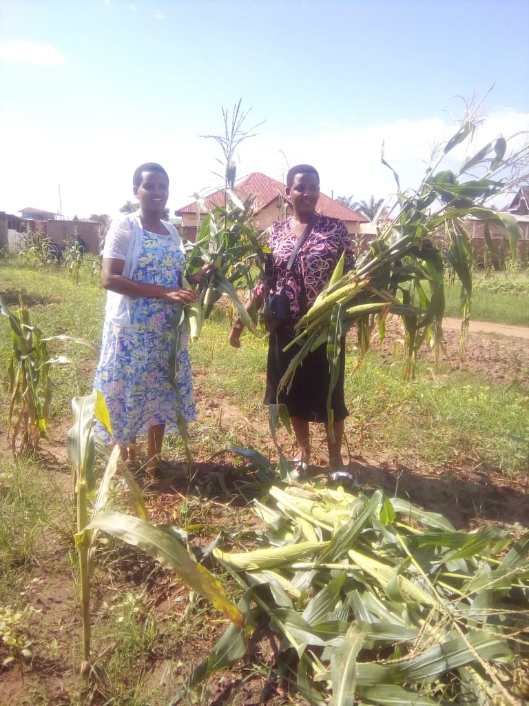 APADECO_BURUNDI's tweet photo. #Burundi Les membres de l'APADECO se sont rencontrés pour récolter les maïs cultivés dans un champ situé à #NgagaraII.La récolte a été bonne, ils ont partagé toutes ces récoltes. https://t.co/1sq2Sbq0HA