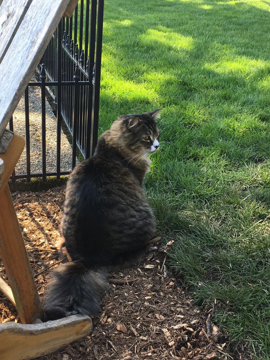 RaiseAPawToPets's tweet photo. #NationalPetDay is the perfect day to share how #PetsMakeUsHappy! โค๏ธ๐พ
These are some pics from our #Facebook Group members.
Pets spread so much happiness & joy, they deserve all the gratitude in the world. #RaiseAPawToPets and share their story with us. Group Link in Bio!๐ https://t.co/OtgEE1CX2F