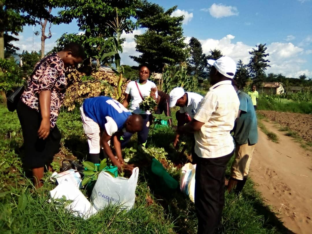 APADECO_BURUNDI's tweet photo. #Burundi Les membres de l'APADECO se sont rencontrés pour récolter les maïs cultivés dans un champ situé à #NgagaraII.La récolte a été bonne, ils ont partagé toutes ces récoltes. https://t.co/1sq2Sbq0HA