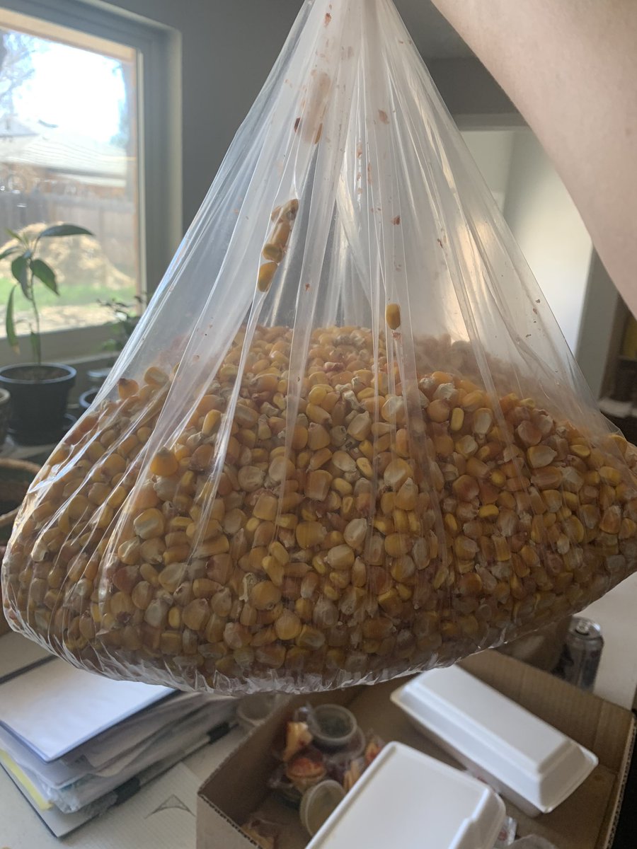 check out all this corn