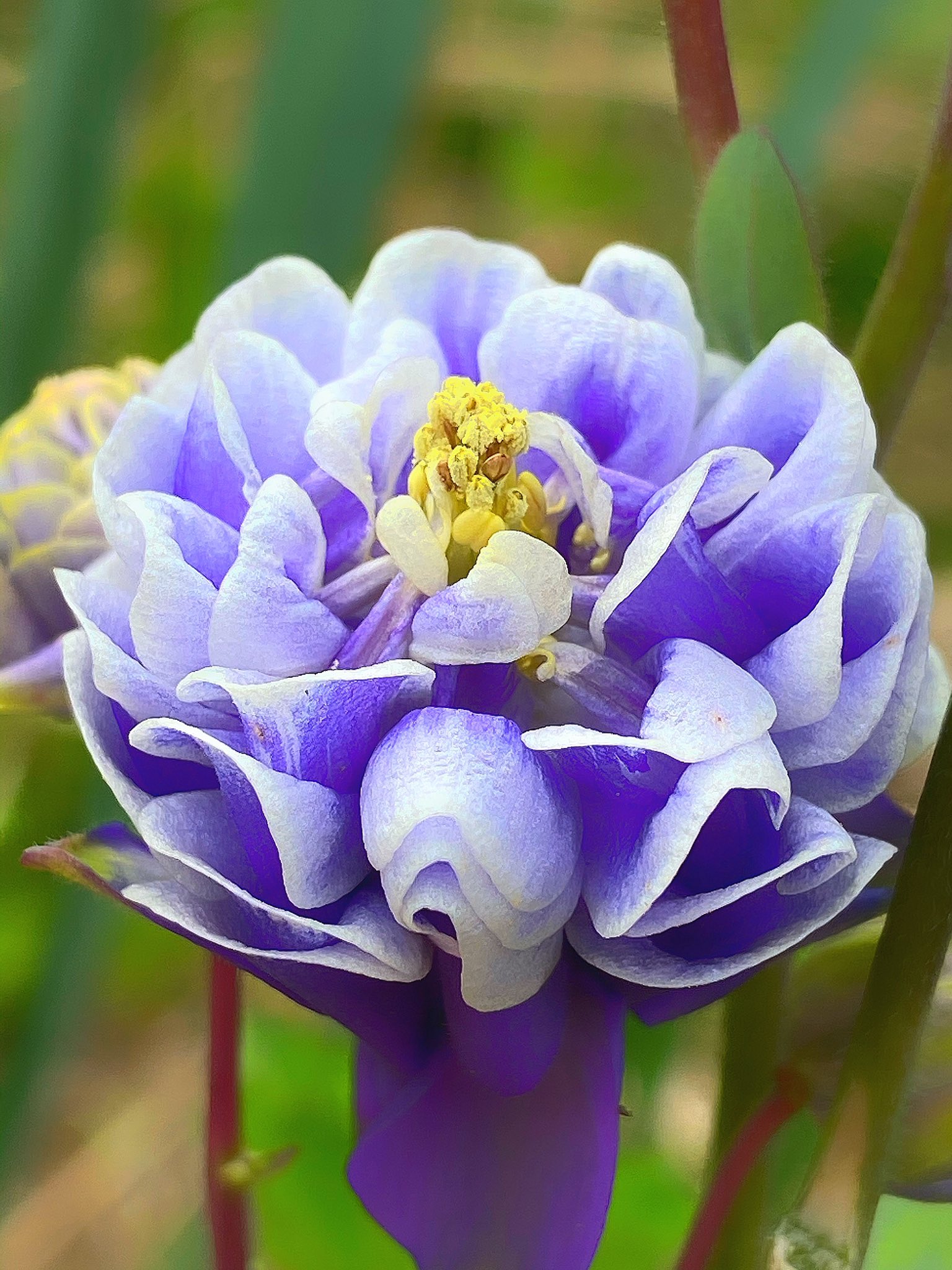 花丸花子 勝利への決意 紫色のオダマキの花言葉 隣に赤色のオダマキも並んでいますが赤色の花言葉はちょっぴりネガティブ 今は勝利への決意が大事 庭の花 花のある暮らし 花言葉 花好きな人と繋がりたい お日さま空にいない日もおうち