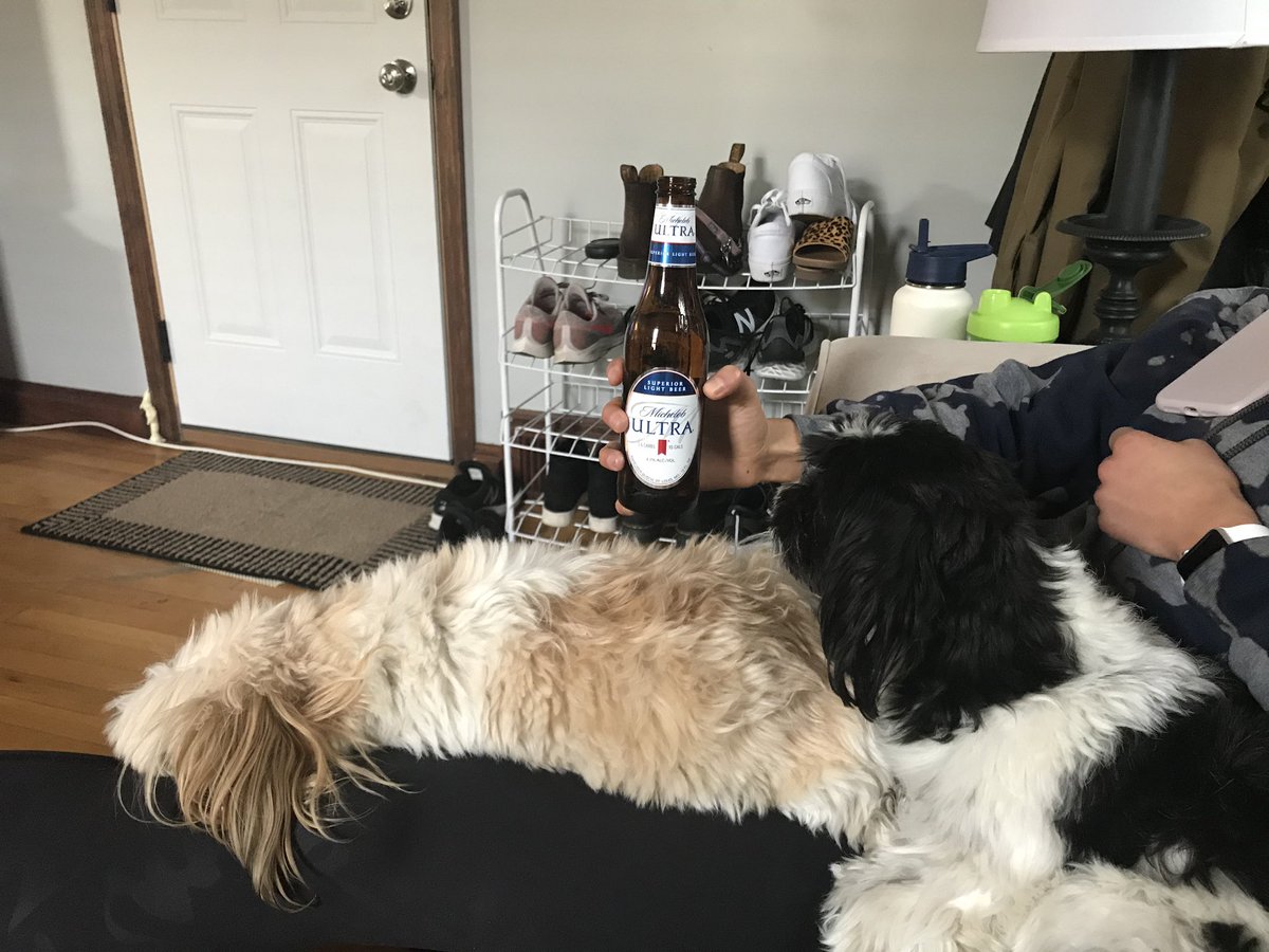 ultra365's tweet photo. #HappyNationalPetDay brought to you by @MichelobULTRA &amp; the ultimate lap dogs 🐶 ⭐️ #LiveULTRA https://t.co/6ZkPwCrV55