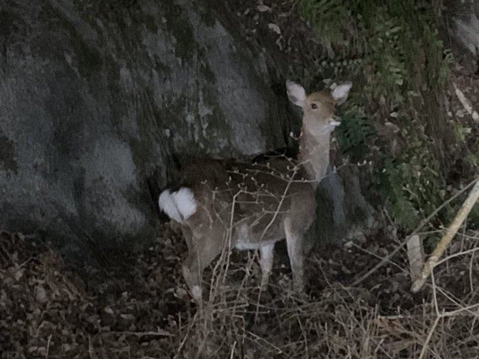 安全運転講習会のtwitterイラスト検索結果