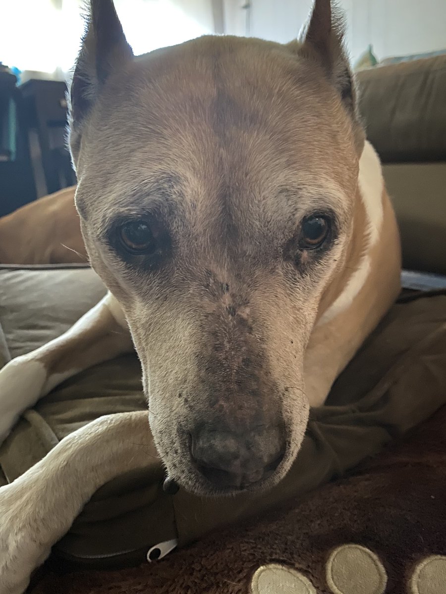 ACarillion's tweet photo. @RoyalCaribbean She is my therapy pup. https://t.co/a5TCsFGNvL