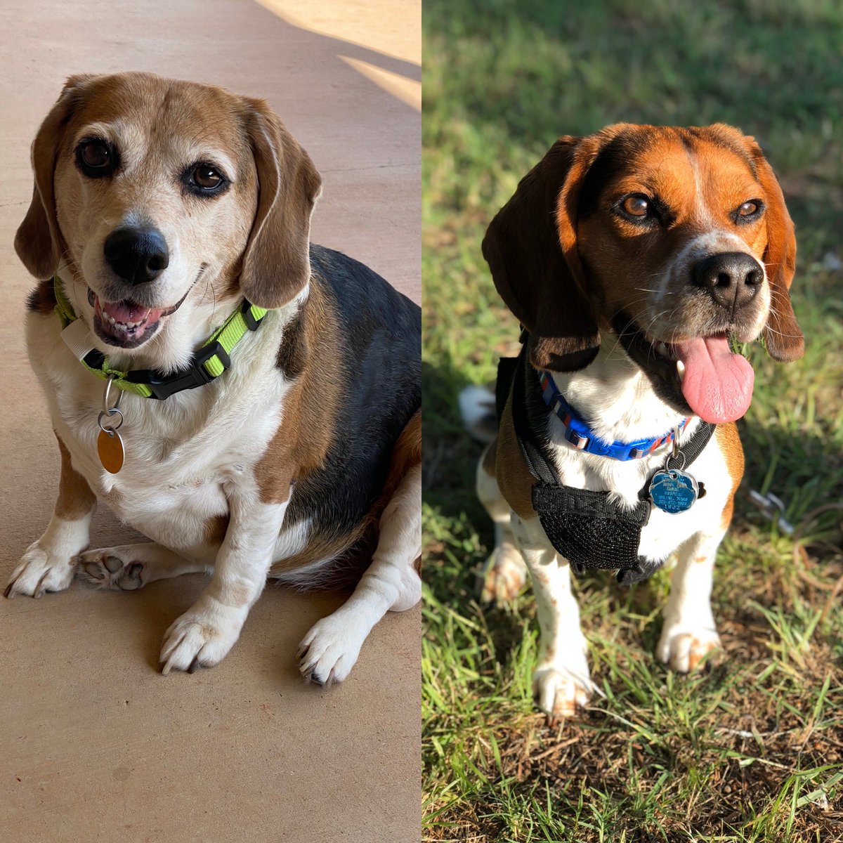 It’s #NationalPet day!! Here are my two spoiled rotten #beagles Reagan and Paisley. Both have such diverse personalities & are total hams for the camera #BeagleBrigade #FloppyEarCrew #had3 😢
