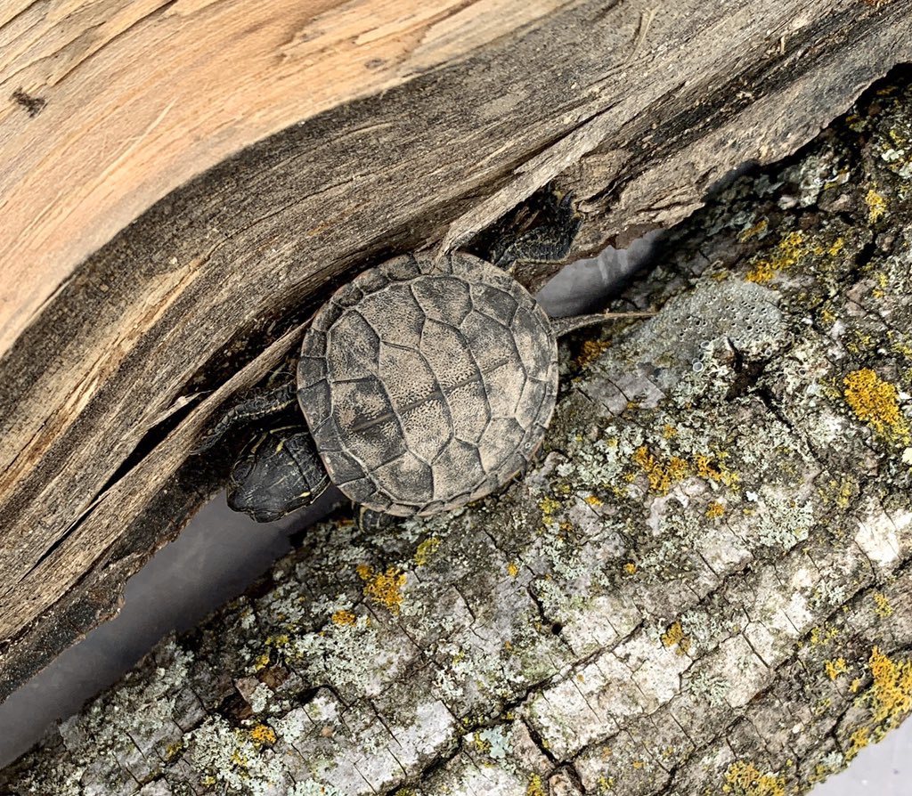 #comoearthday1 1 turtle in 1k...5 turtles in 5k!