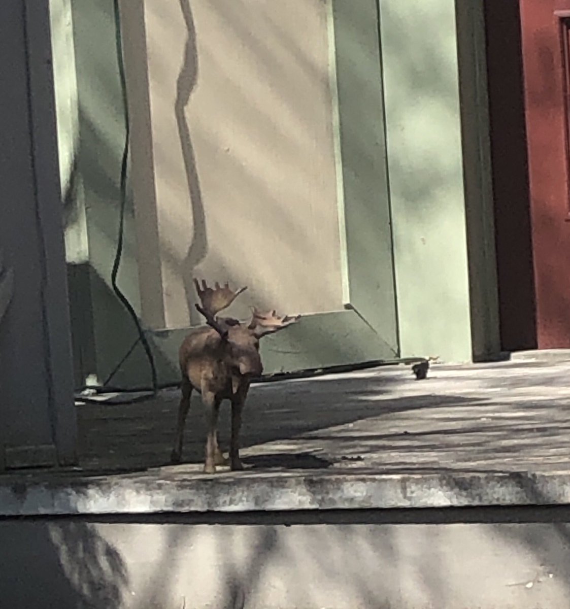 claudiatsanders's tweet photo. We were walking around our hood today...practising social distancing! Thank God I’m practising something! #Toronto 🇨🇦#TypicallyCanadian #SpringInToronto @hulu #BringBackLodge49 #Lodge49 https://t.co/Z5TBkcsz1a