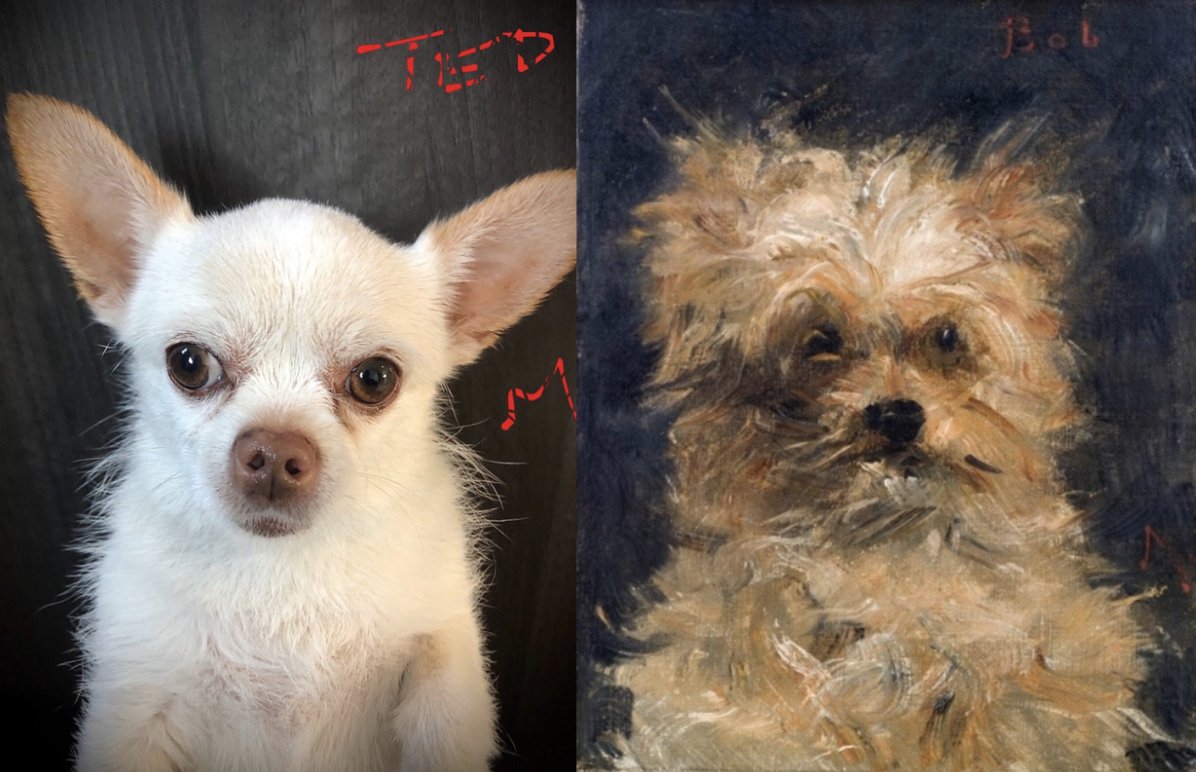 claireandback's tweet photo. Nailed it! #gettymuseumchallenge 

My dog Ted, styled by himself. https://t.co/X7fpyk2HzL