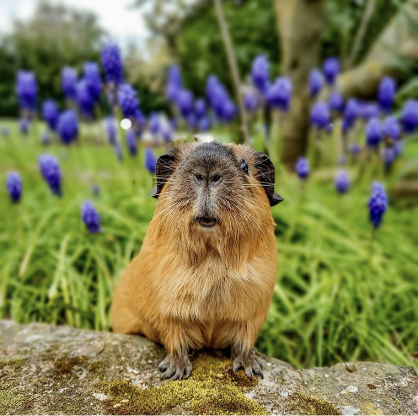 PetSmart's tweet photo. It’s a great day to celebrate your pets! 🤗They are there for us when we need them the most. ❤️Tell us a reason why you’re thankful for your pet. 🐶🐱🦎🦜🐹🐠#fortheloveofpets (📷IG: morgan_rae4, thefloridaaussie, kellysfosterkitties, officialpigdad) https://t.co/YnupMsZMjn