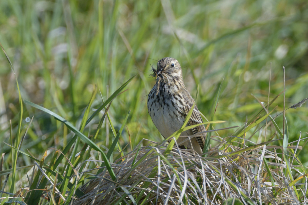 Although the smell of freshly-cut grass is wonderful, leaving an area of long grass gives nature a helping hand.

It creates a haven for wildlife and will tempt lots of birds into your garden.