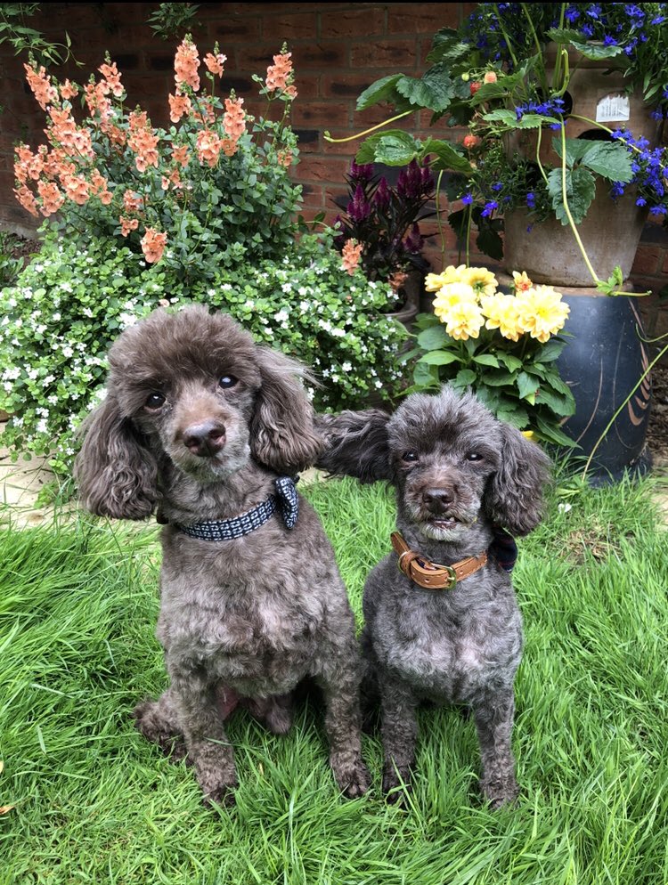 nursingnoodle's tweet photo. @CYPStNN My #doglets, Dexter and Rolo #CYPStNN #NationalPetDay https://t.co/euzYWunIcD