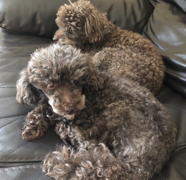 nursingnoodle's tweet photo. @CYPStNN My #doglets, Dexter and Rolo #CYPStNN #NationalPetDay https://t.co/euzYWunIcD