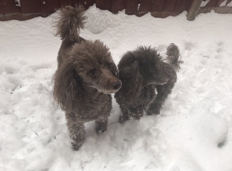 nursingnoodle's tweet photo. @CYPStNN My #doglets, Dexter and Rolo #CYPStNN #NationalPetDay https://t.co/euzYWunIcD