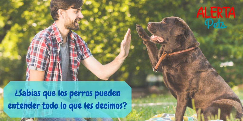 alertamedicacol's tweet photo. Se descubrió que los perros usan dos hemisferios del cerebro, como nosotros, del lado derecho procesan la entonación y del izquierdo las palabras.
Así, logran separar lo que decimos de cómo lo decimos, y combinando ambos hemisferios logran interpretar qué significan las palabras. https://t.co/Jjf8GQyCLE