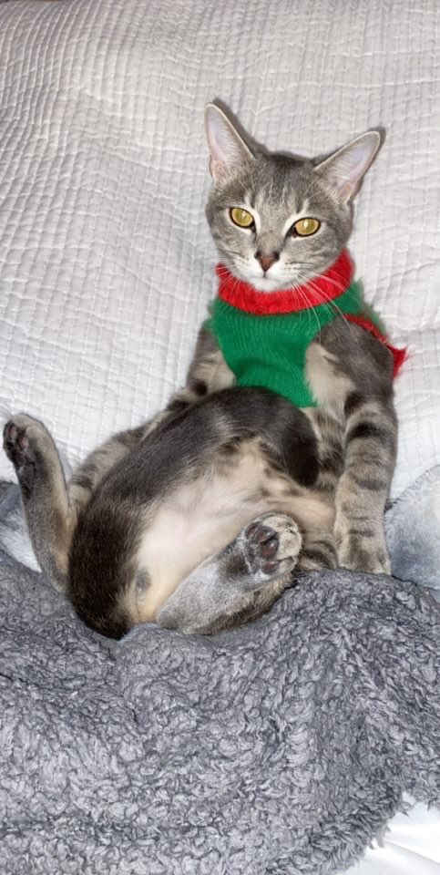 Mississippi State Softball tweet media