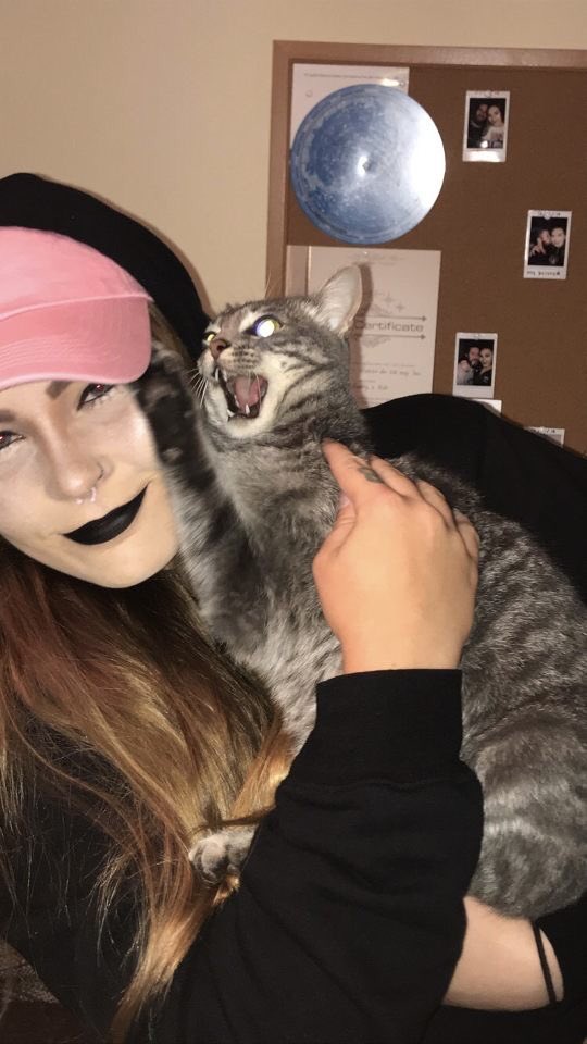 Mississippi State Softball tweet media