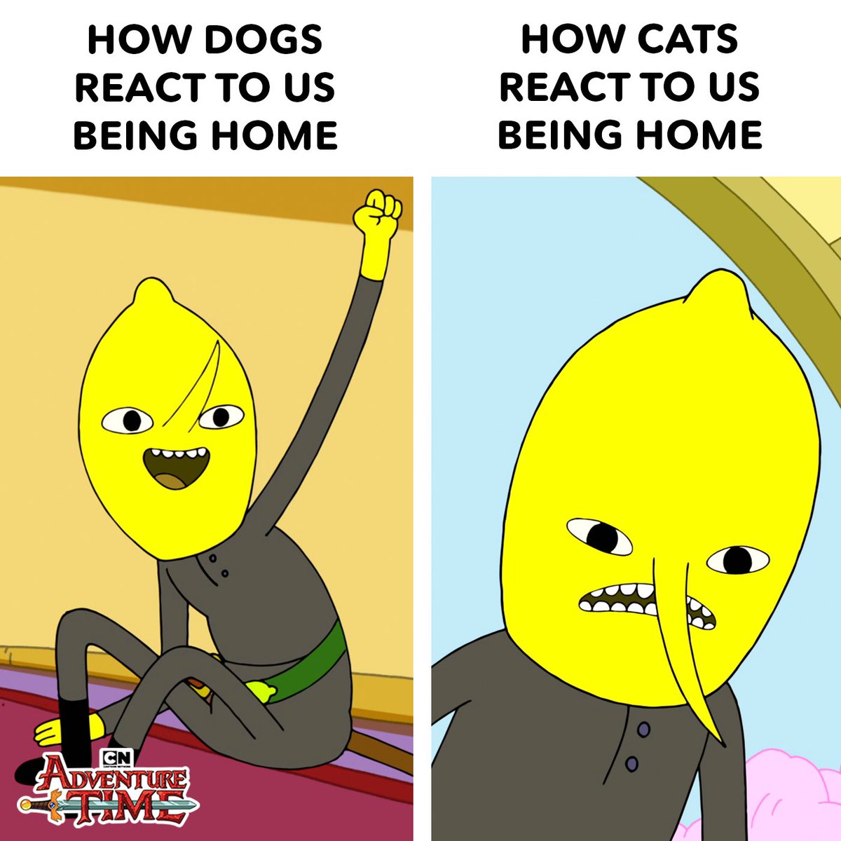 Dogs: Living their best lives
Cats: THIS CASTLE IS IN UNACCEPTABLE CONDITION!!! 😖😫

#NationalPetsDay #cartoonnetwork #CNCheckIN #adventuretime #lemongrab