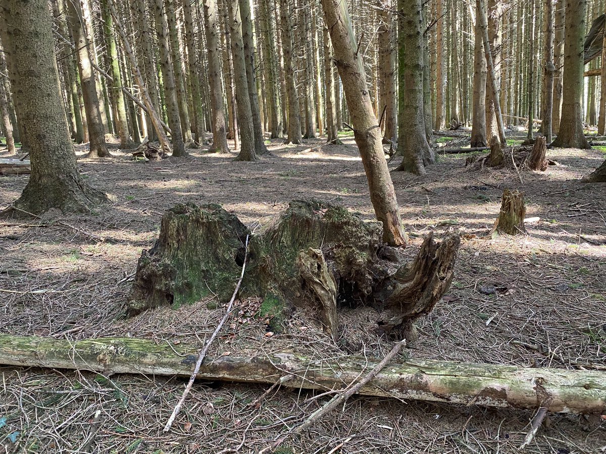 100s of old oak stumps are scattered through the dense spruce, and some of them are huge (the biggest i came across had a diameter of about 1.5m ). this was previously an ancient oakwood...