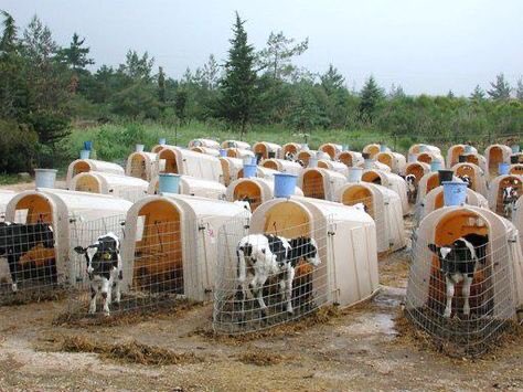 eldiabloveganos's tweet photo. So, you’re sick of isolation? https://t.co/77A0wn7BGT