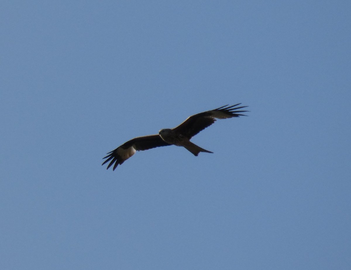 mattgarnham90's tweet photo. Walk to Ramsey Wood and Aldham Church. RW - Nuthatch and Marsh Tits. AC - Red Kite, 2 Little Grebe and 4 Tufted Duck. Lots of Blackcaps and Chiffchaffs. @SuffolkBirdGrp @suffolkwildlife @SIBirdClub #SelfIsolationBirdWatch #britishwildlife #Quarantine https://t.co/8CwwmI29Pr