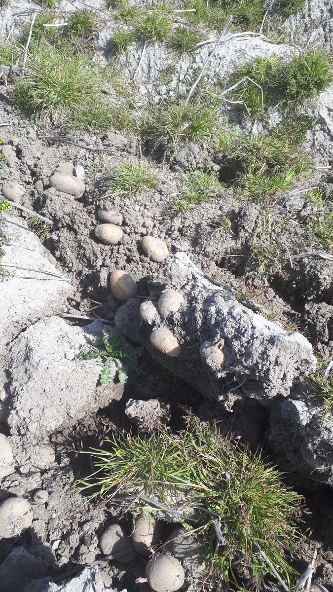 StratenAp's tweet photo. Krijgen we ze er dan toch nog uit????#oogst19 https://t.co/uSCRIdwLrh