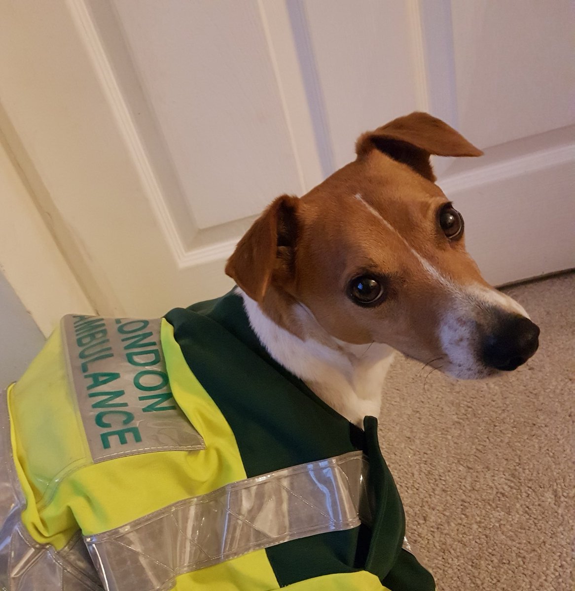 During lockdown, I& #39;m really, really missing my doggo, Boe, who lives with my parents. Would you kindly show me a photo of your pet? SA