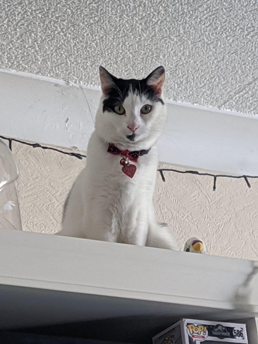 AJCPickles's tweet photo. @PatStaresAt @PeachSaliva My Baby Ozzy looks like Elmo like nearly the same markings but just less floffy 
Oh and Ozzy is 1 🥰 https://t.co/p74yfwxbwh