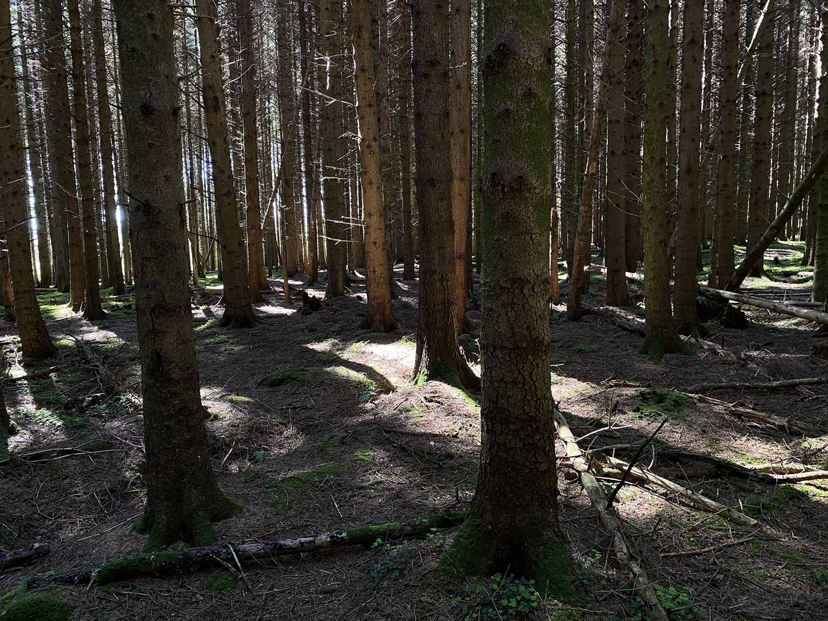 ok let's contrast: the pic on the left is what Ireland's natural, ancient woods can look like. notice the complex structure and diversity- tall trees, small trees, shrubs, wildflowers.the pic on the right is what most of our forests look like. simple structure and low diversity