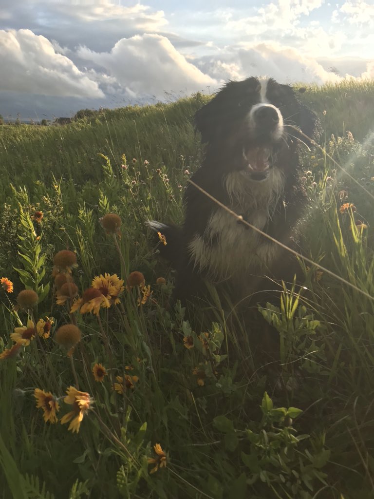bunsenbernerbmd's tweet photo. It’s #NationalPetDay !
My dad is celebrating by making waffles, potatoes and eggs (and I’m going to get a waffle!)

To all the pets out there today keeping our humans company, and the pets who have had to say goodbye- you are the best!!!!
#pets #dogs #cats and others!! https://t.co/YmVV68JTri