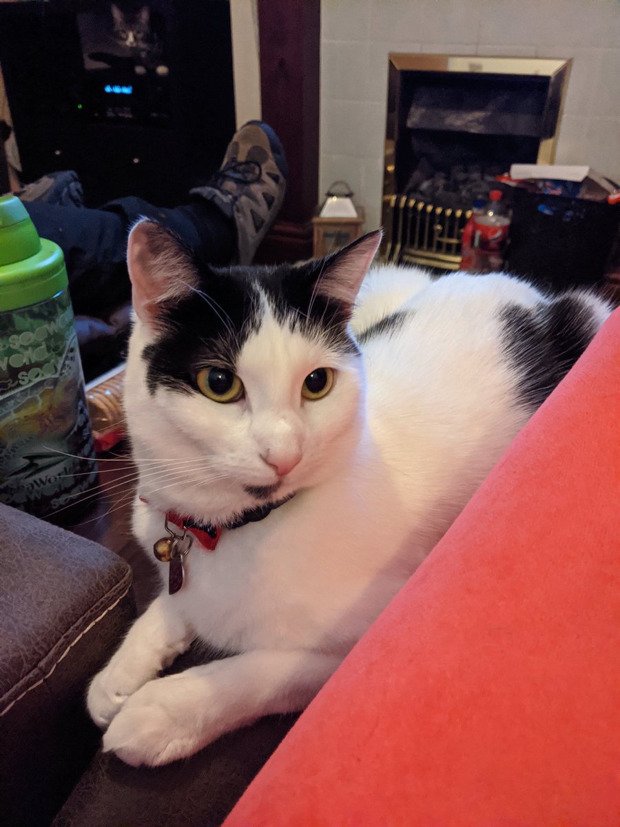 AJCPickles's tweet photo. @PatStaresAt @PeachSaliva My Baby Ozzy looks like Elmo like nearly the same markings but just less floffy 
Oh and Ozzy is 1 🥰 https://t.co/p74yfwxbwh