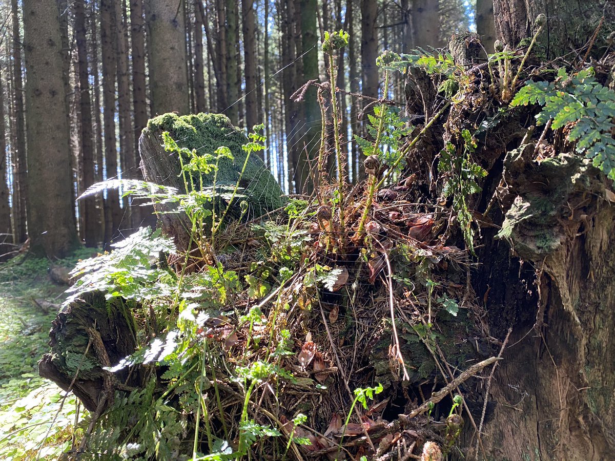 the good news is that we've since worked out how to restore ancient woods that disappeared under plantations. the original vegetation starts to come back if you slowly fell the spruce (the old wdland soils are still the same, and things recolonise from the seed bank or refuges)