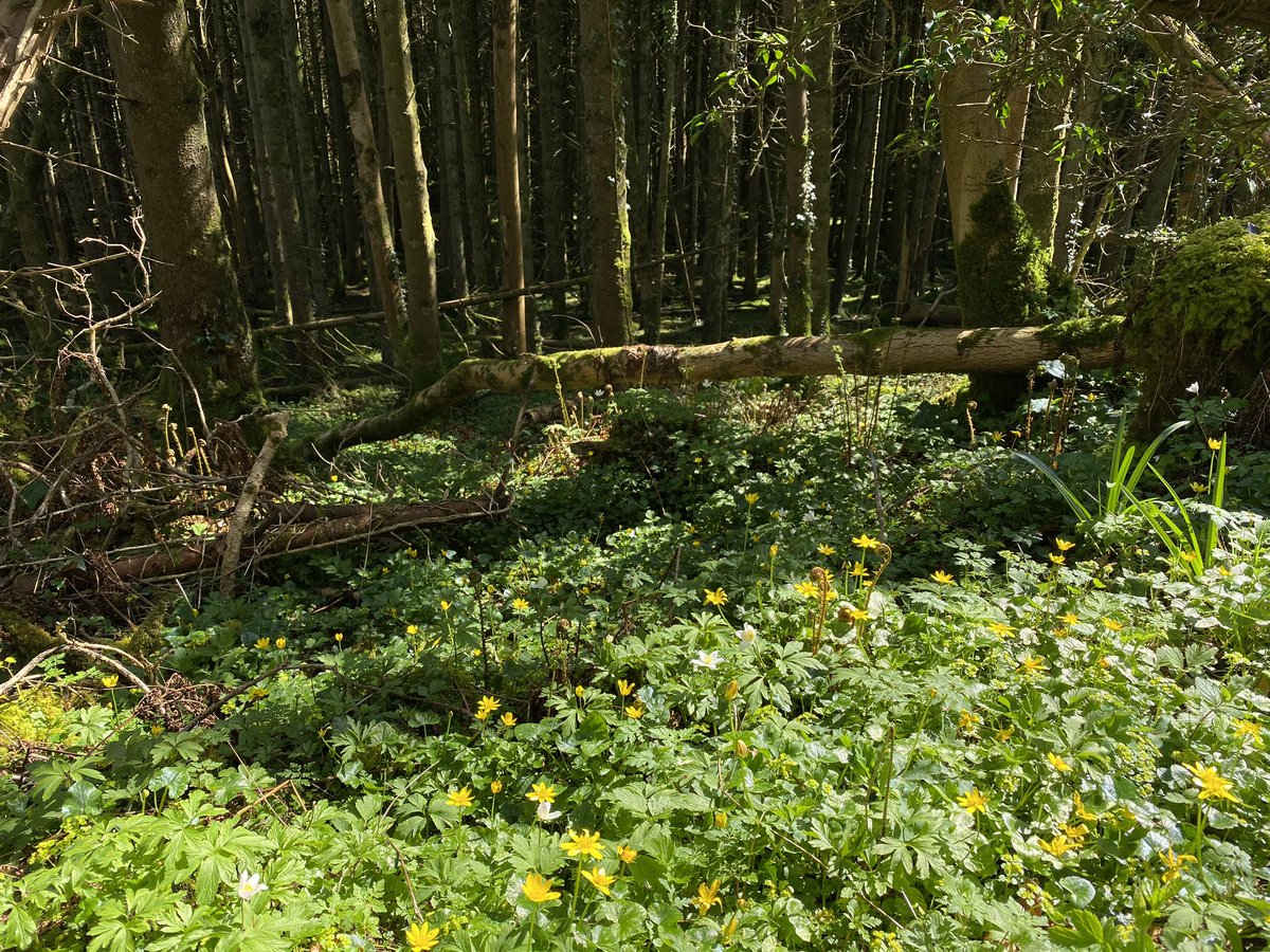 finally, this wood is called Cah Wood. almost no one knows that it exists, and that rly bothers me. it should be one of our most treasured places, being restored by ecologists and foresters whilst historians unlock its secrets. need a step change in how we value our ancient woods