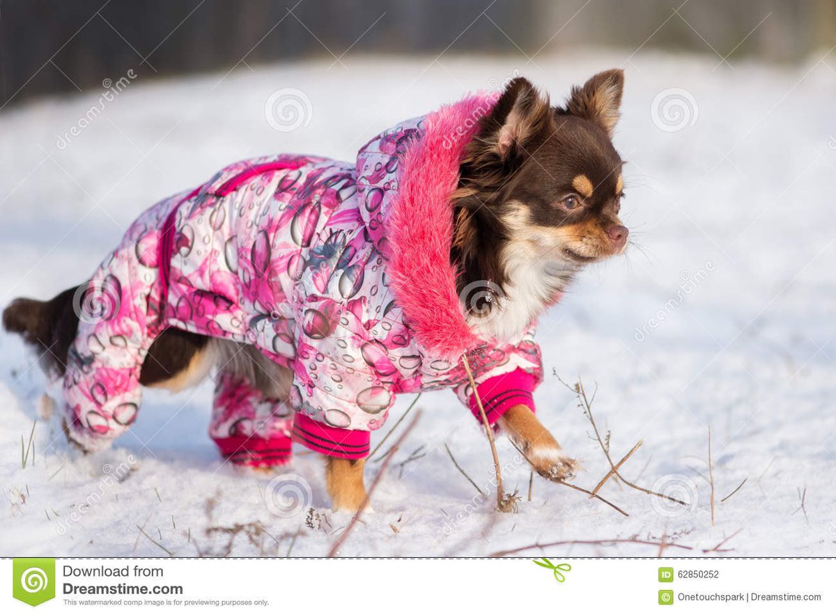 Чихуахуа в сугробе. Куртка для чихуахуа. Можно ли гулять с чихуахуа зимой. Чихуахуа в сугробе. Чихуа зимой.