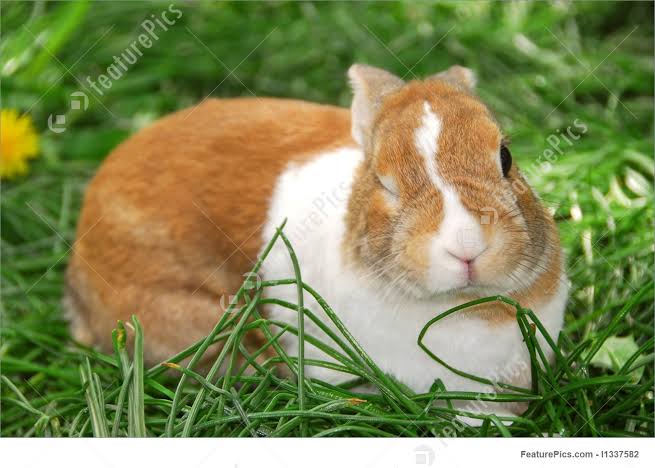 🐰