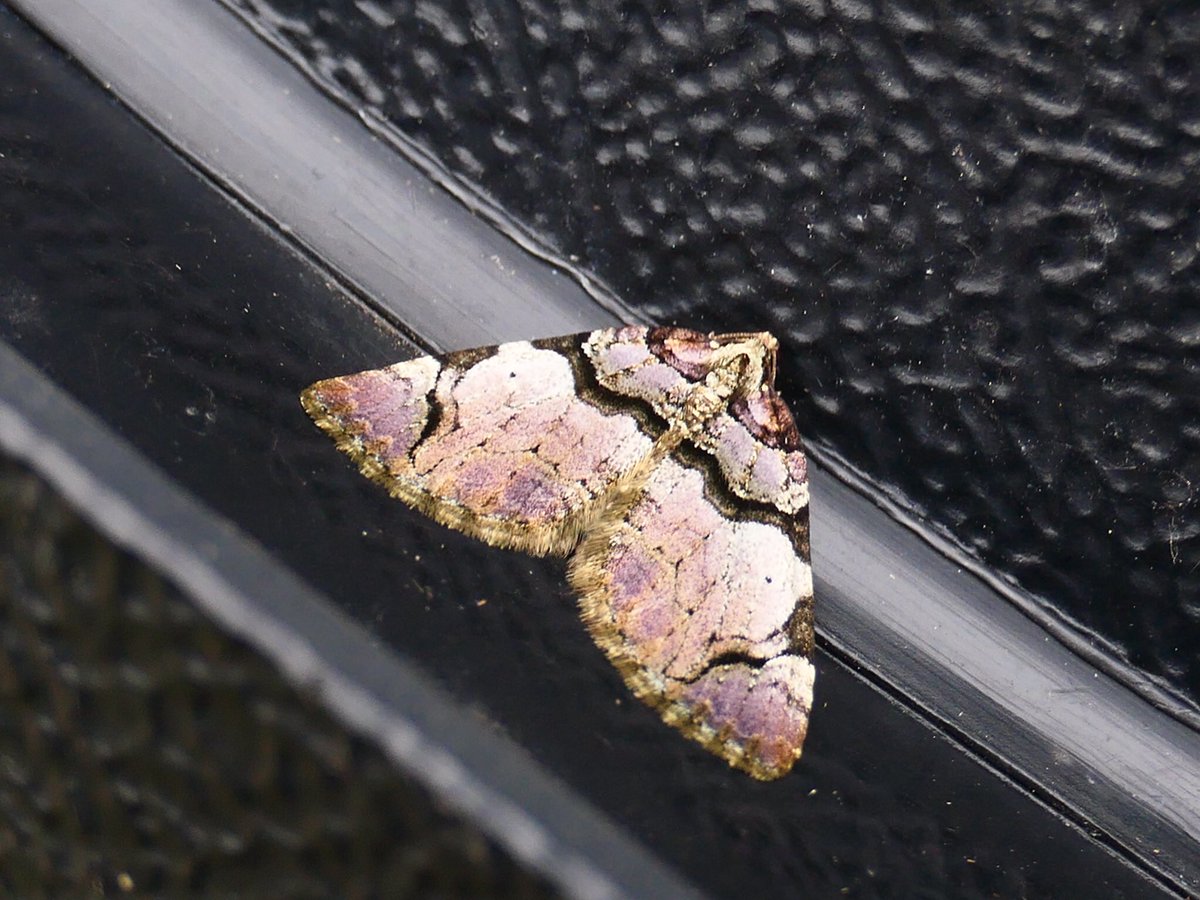 2020 trapping season opens with Pine Beauty, Mottled Grey and   Streamer (my favourite Spring moth). Healey VC65. <a href="/JillWarwick/">Jill Warwick</a> <a href="/DoubleKidney/">Charles Fletcher</a>