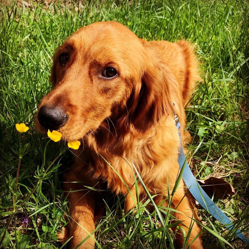 Self-Isolation Day 30:

Buttercup is reminding me to stop and smell the flowers which today also happen to be buttercups. Of course, she also eats rocks, dirt, and sometimes poop, so I’m not following all her advice.😉 Stay safe.❤️
#selfisolation #goldenretrievers