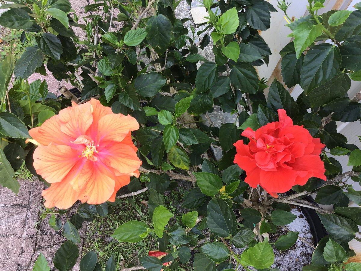 My #backyard is an #oasis of #flowers. I love that my #hibiscus are in bloom. #doublehibiscus #redhibiscus #peachhibiscus #vibranthibiscus #hibiscusinbloom #bloominghibiscus