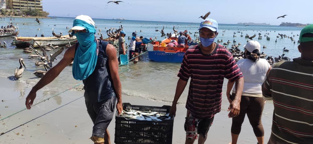 DanteRivasQ's tweet photo. Nuestros productores del mar en Pampatar plenamente activos aportando proteínas para el pueblo. Hoy con una calada de 200 toneladas de sardinas para distribuir a todos los neoespartanos para apoyarlos en la cuarentena #Covid-19 #QuédateEnCasa https://t.co/YJKOE5peJq