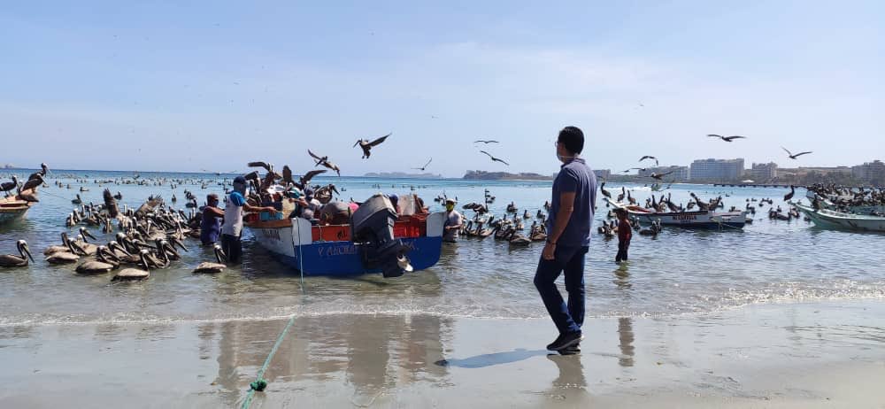 DanteRivasQ's tweet photo. Nuestros productores del mar en Pampatar plenamente activos aportando proteínas para el pueblo. Hoy con una calada de 200 toneladas de sardinas para distribuir a todos los neoespartanos para apoyarlos en la cuarentena #Covid-19 #QuédateEnCasa https://t.co/YJKOE5peJq