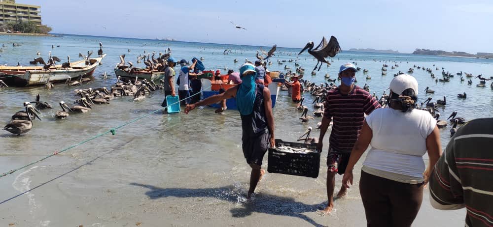 DanteRivasQ's tweet photo. Nuestros productores del mar en Pampatar plenamente activos aportando proteínas para el pueblo. Hoy con una calada de 200 toneladas de sardinas para distribuir a todos los neoespartanos para apoyarlos en la cuarentena #Covid-19 #QuédateEnCasa https://t.co/YJKOE5peJq
